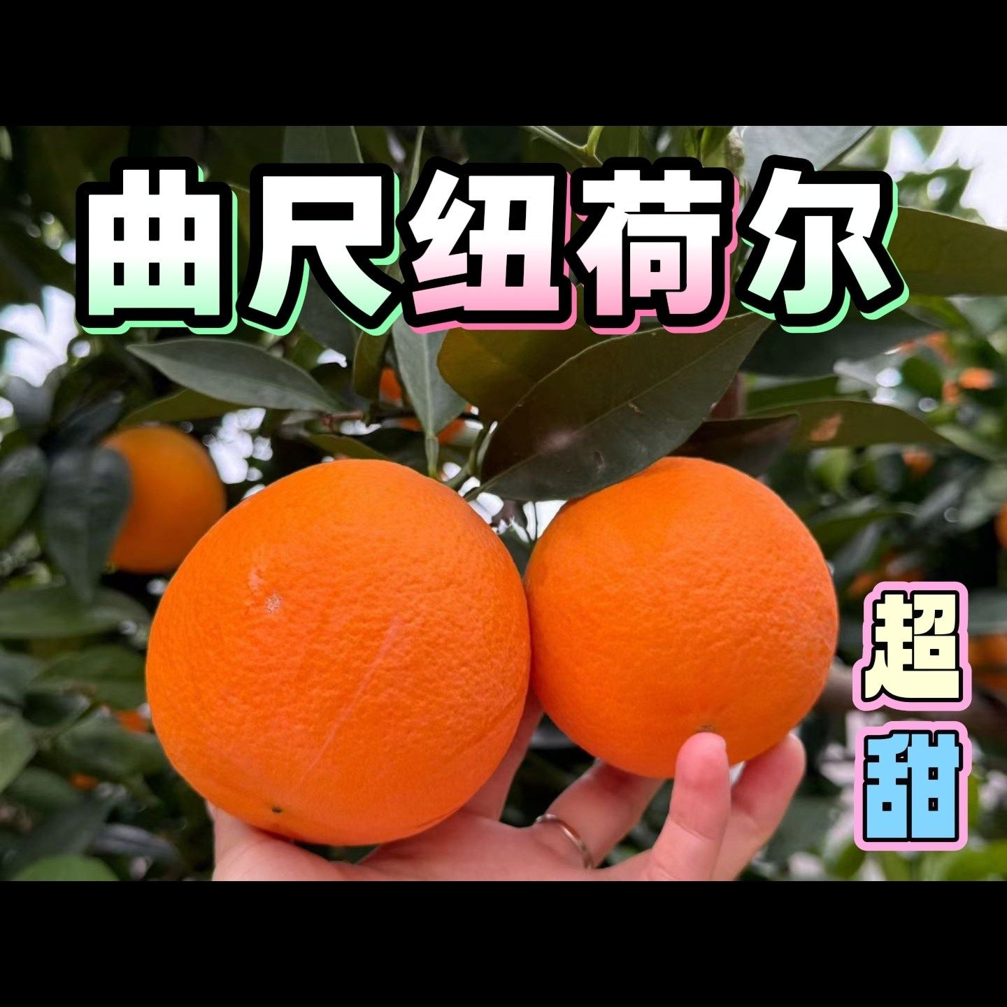 重庆巫山恋橙纽荷尔礼盒装超甜橙子新鲜现摘现发当季孕妇水果整箱,水产肉类/新鲜蔬果/熟食,橙,淘宝优惠券,粉丝福利购,淘宝优惠卷