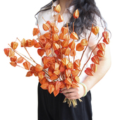 狂想者干花新品 饰 装 秋季 果实高品质酸浆果小众花材自然侘寂风软装