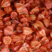 精品酸浆果DIY手工材料包家居装 饰摆件灯笼果干果干花包自然晾晒