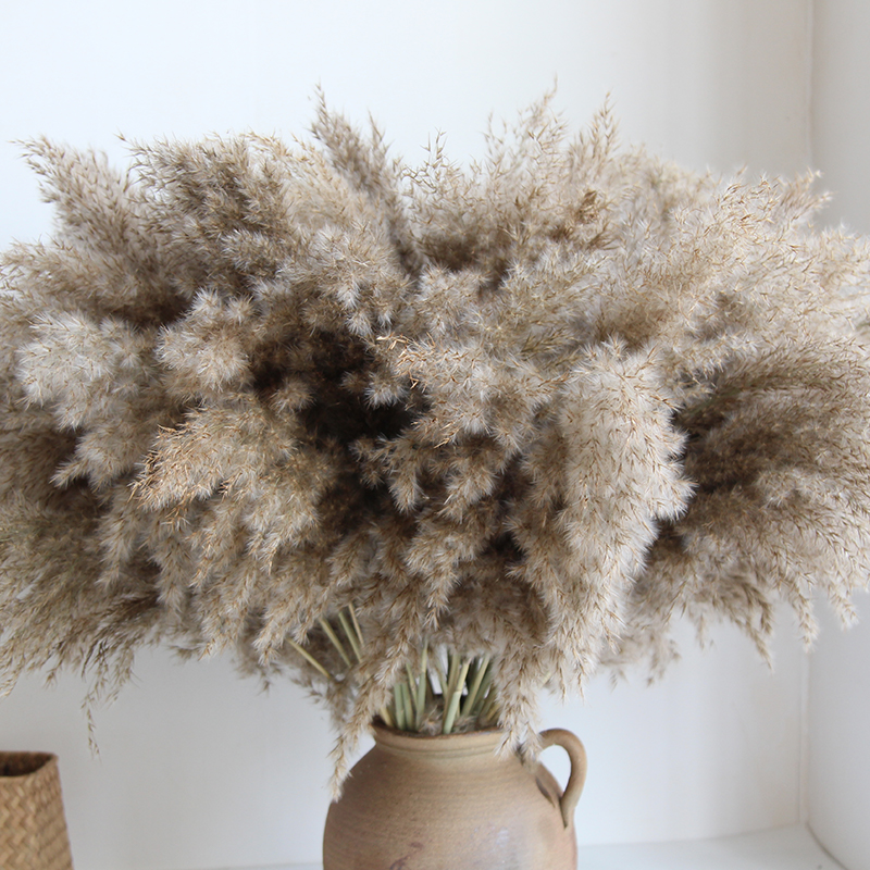 狂想者精品小柴芦原色白色干花小芦苇家居客厅摆件侘寂风装饰花束