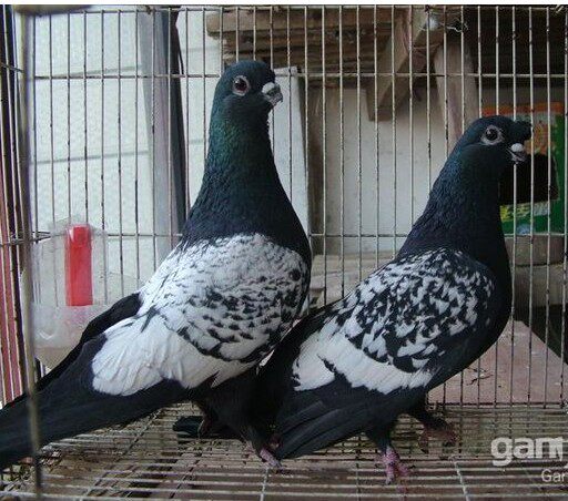 观赏鸽,玉翅,金栏杆,麻背,秀,淑女,两头红,白玉王鸽子