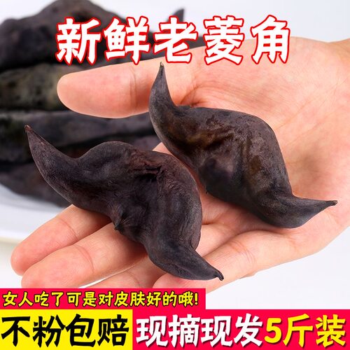 现摘新鲜洪湖老菱角粉糥青菱角河南安徽特产生菱角黑菱角菜野嫩小