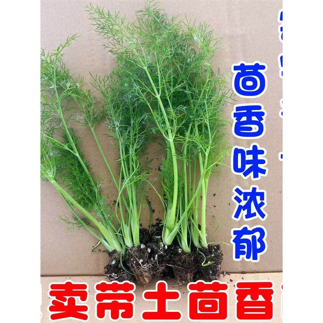 新鲜茴香苗带土带根老品种蔬菜种子籽四川割茬茴香根苗食用秧苗