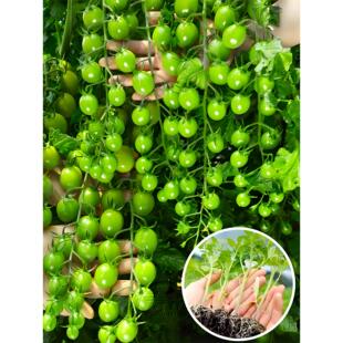梦想青甜2号小番茄苗秧寿光超清甜二号5青口蜜圣女果阳台种植盆栽