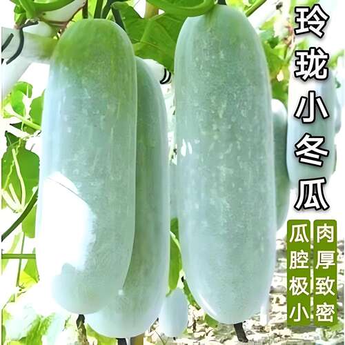 高产小冬瓜苗秧苗满地爬