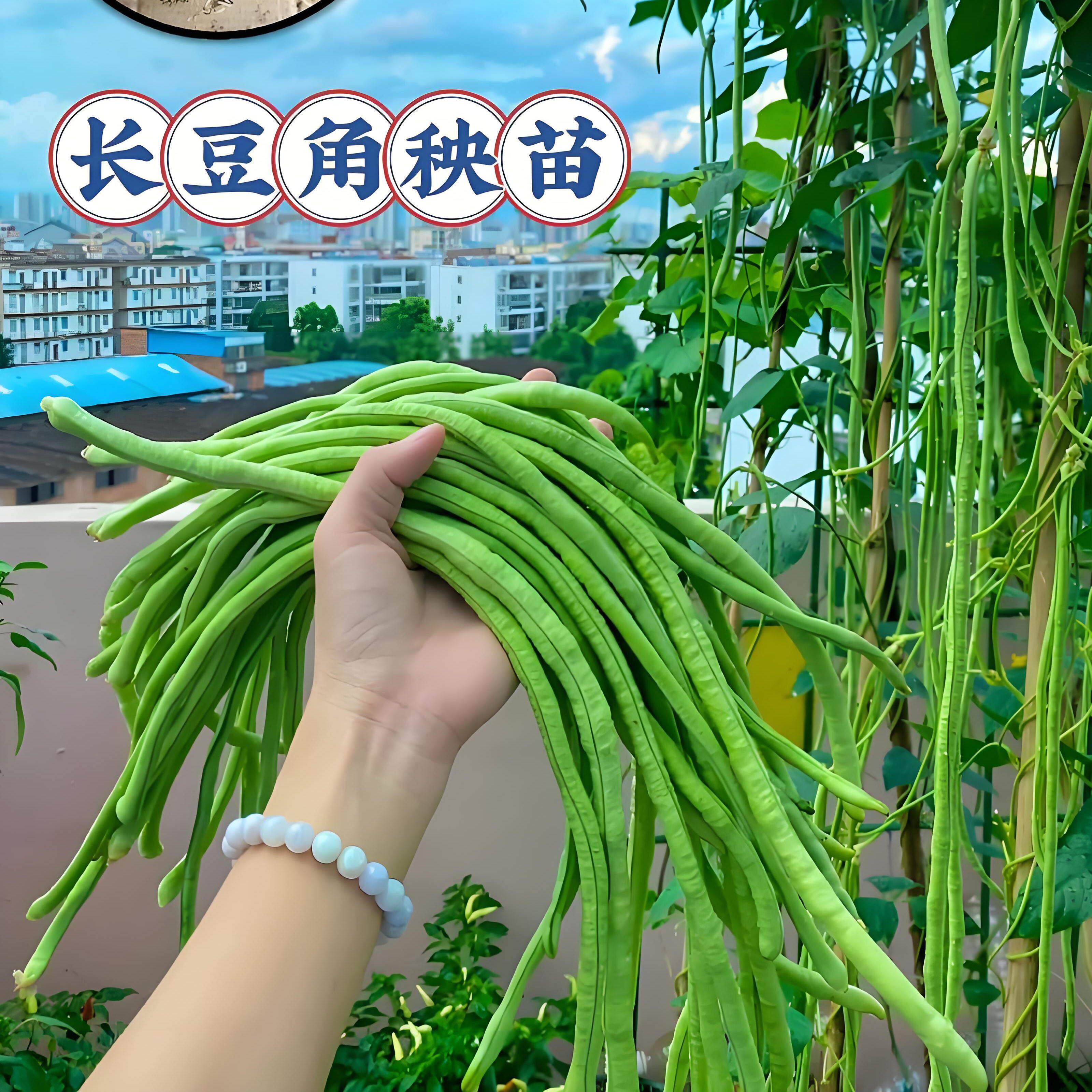 高产长豆角苗秧苗带土老品种豇豆苗长缸豆苗四季刚种子爬藤蔬菜苗
