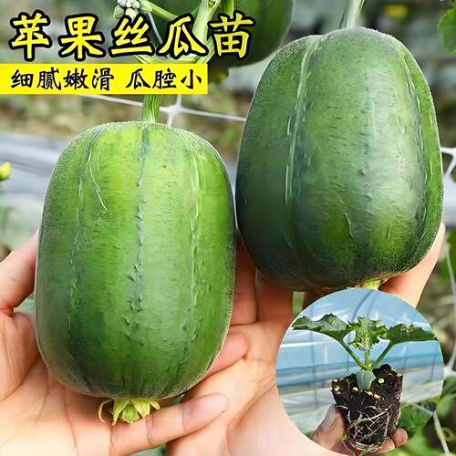 苹果丝瓜苗秧特大号老品