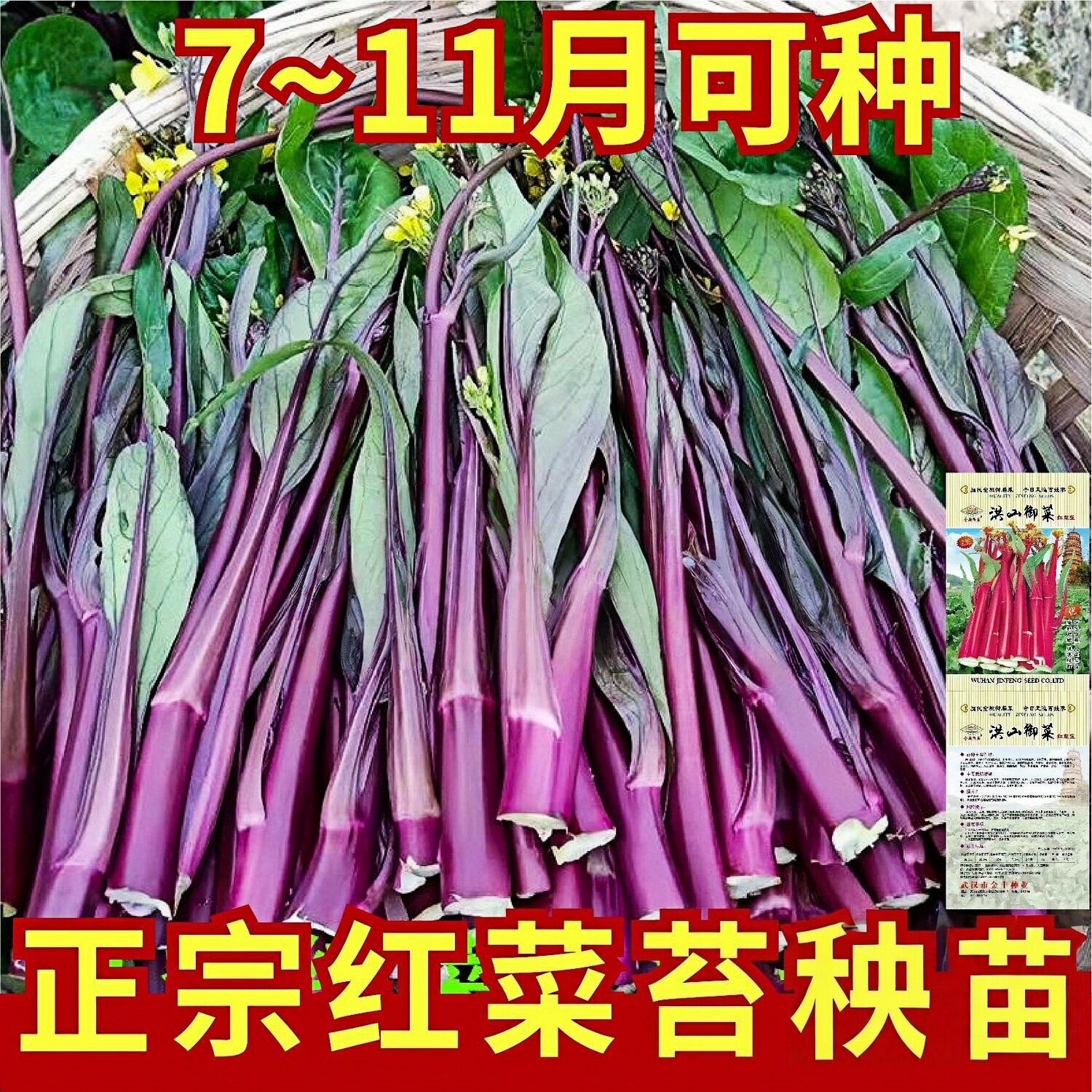 湖北红菜苔苗种子菜台秧苗红油菜苔秧紫菜心紫菜苔苗红菜薹苗种苗