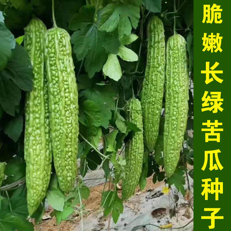 脆嫩长绿苦瓜种子青皮苦瓜特长庭院爬藤翠绿肉厚春季蔬菜种籽绿色
