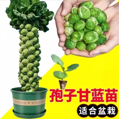 孢子甘蓝苗秧苗牛心羽衣抱子紫甘蓝种子包菜苗卷心菜苗耐热带土