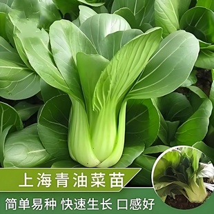 上海青菜苗带土秧苗苏州青梗菜四川老品种油菜黑大头苏州青油菜苗