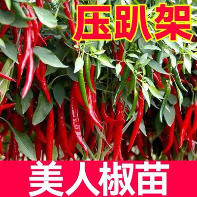 美人椒大型辣椒树树苗上