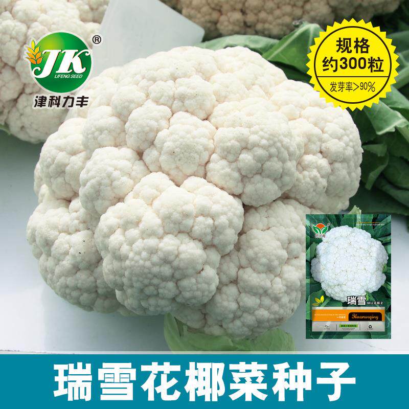80天花菜种子有机白菜花种籽青梗花椰菜种孑秋季紧花菜蔬菜种子