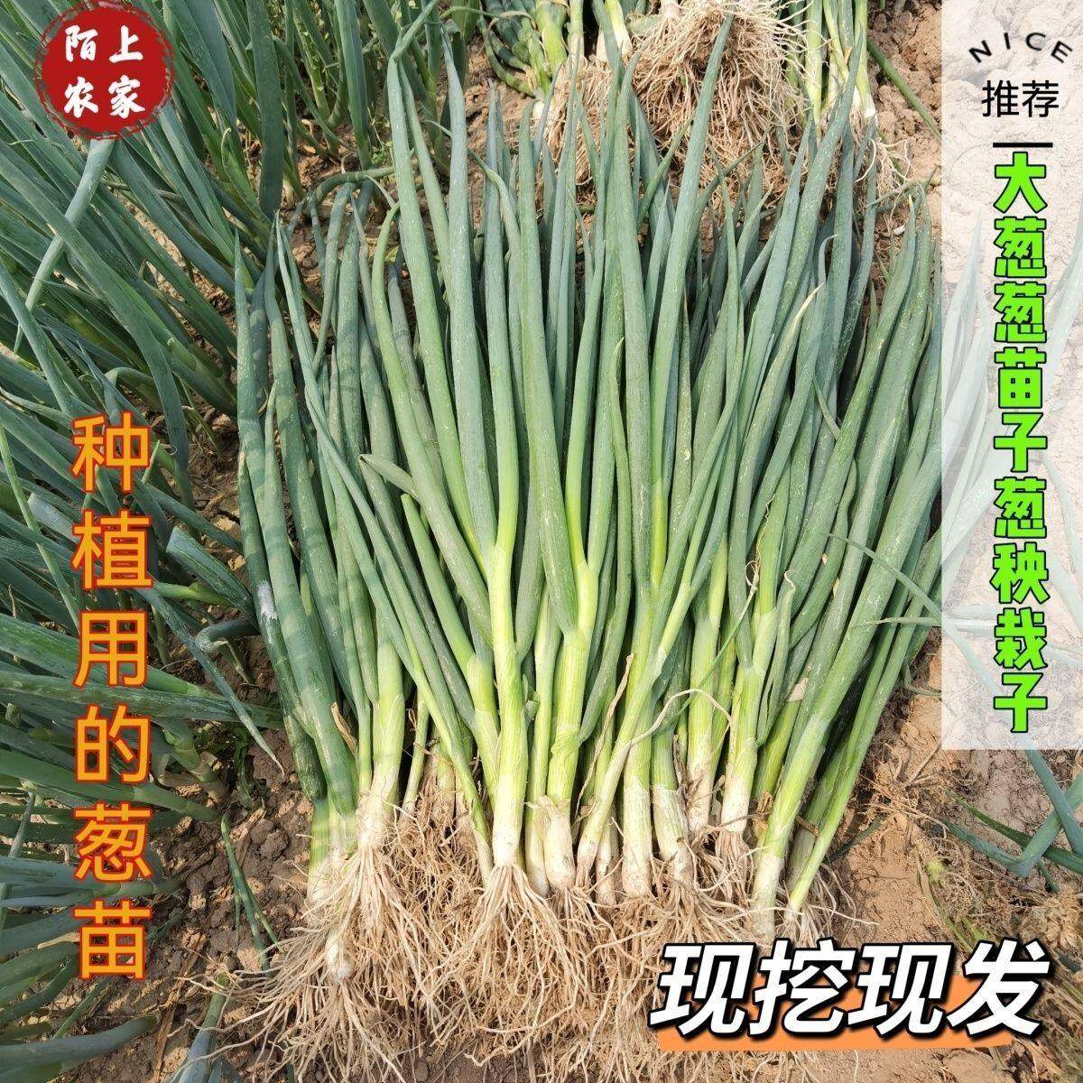 正宗山东大葱秧苗本地章丘铁杆大葱苗带根东北河南蔬菜种子老品种