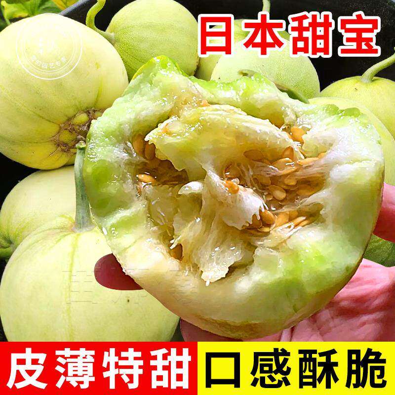 日本甜瓜苗带土幼宝秧苗
