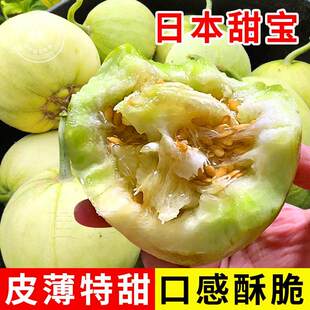 日本甜瓜苗带土幼苗甜宝秧苗超甜绿宝石老品种香瓜苗秧本地特大号