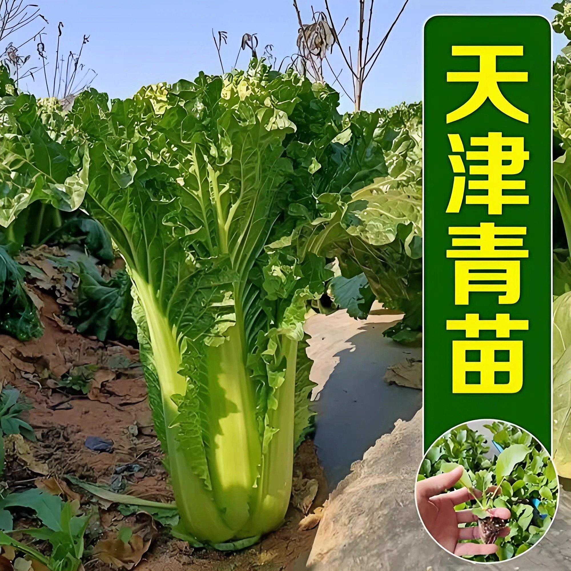 天津青麻叶大白菜秧苗包心高产露天秧苗有机蔬菜庭院阳台松花盆栽,鲜花速递/花卉仿真/绿植园艺,种苗/半成品盆栽,淘宝优惠券,粉丝福利购,淘宝优惠卷