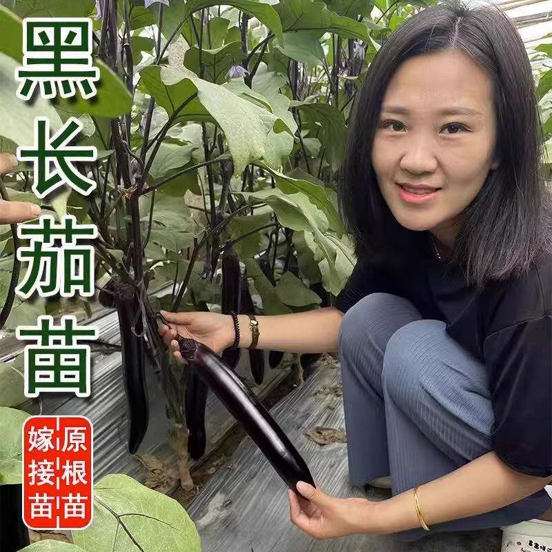 杭茄一号长茄种子茄子苗秧种孑线茄蔬菜种籽春季秋冬茄子种籽茄苗