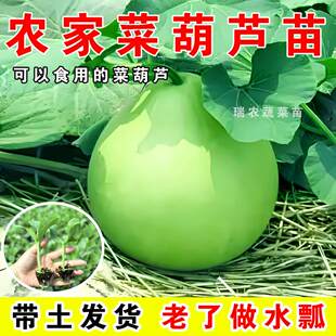 葫芦瓜苗秧苗南方种植大全幼苗瓠子瓜苗老品种食用菜葫芦苗蔬菜苗
