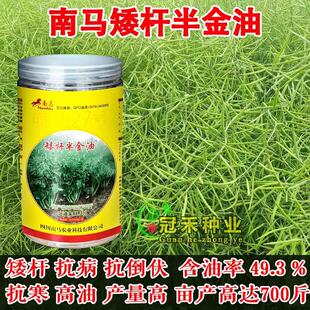 矮杆半金油早熟高产油菜籽油满多中油杂抗倒伏中油5628种子榨油用