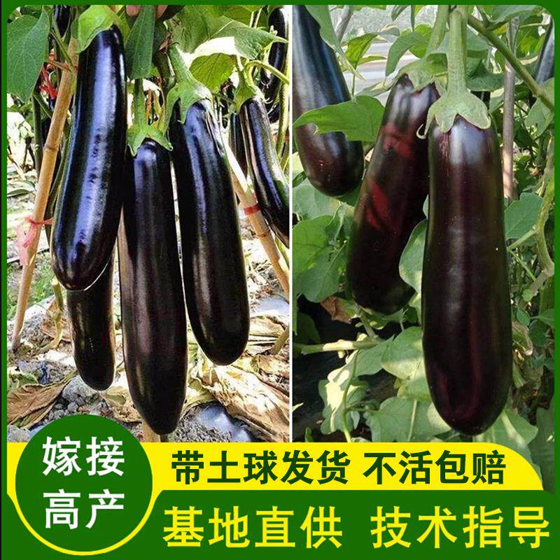 四季茄子苗黑紫红长茄圆茄蔬菜苗辣椒苗秧苗带土本地嫁接茄瓜茄苗
