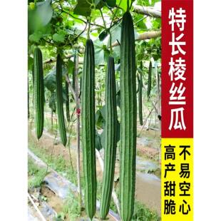 老品种特长八角棱丝瓜苗秧老品种广东棱角丝爪秧苗本地带土蔬菜苗