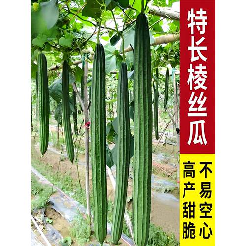 老品种特长八角棱丝瓜苗