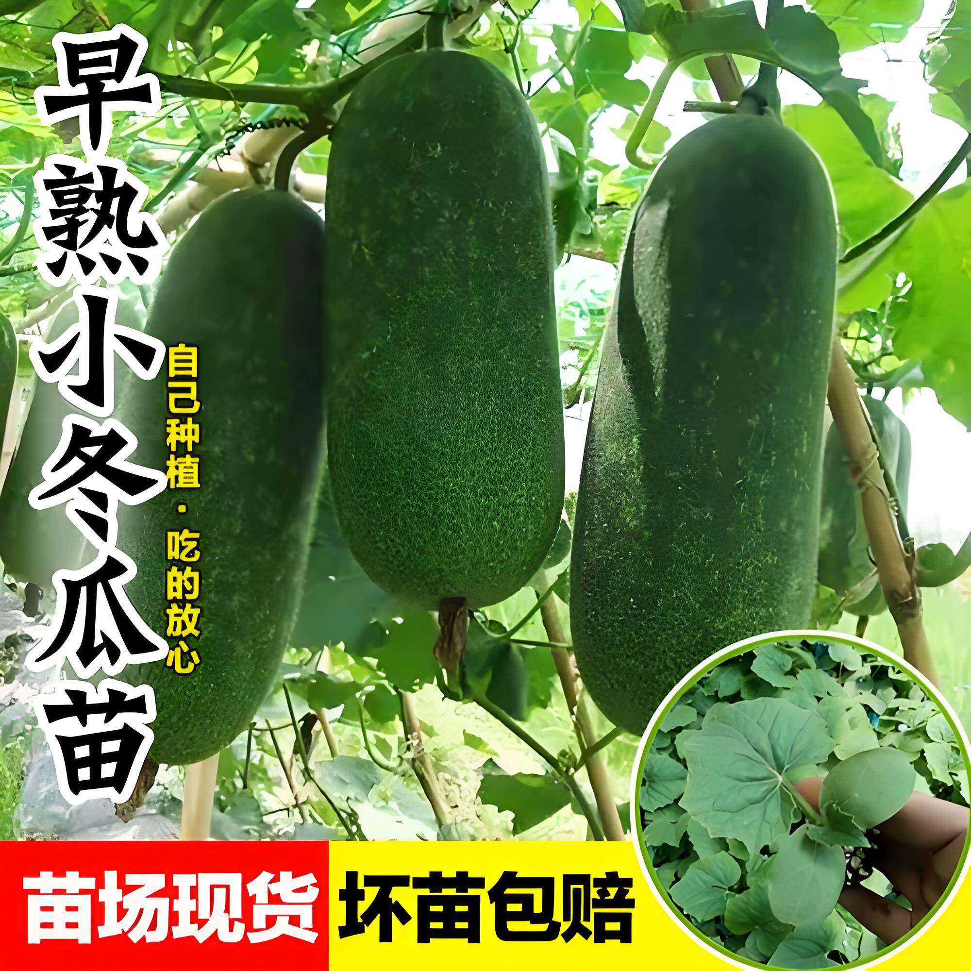 绿春青皮小冬瓜苗秧苗满地爬早熟高产实心迷你台湾广东毛节瓜苗秧
