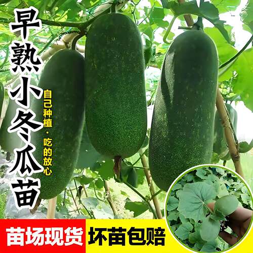 绿春青皮小冬瓜苗秧苗满