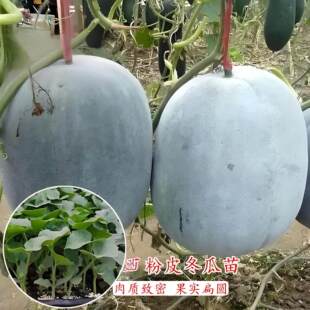 特大粉皮大冬瓜苗秧苗老品种种子巨型白皮东爪苗本地不搭架