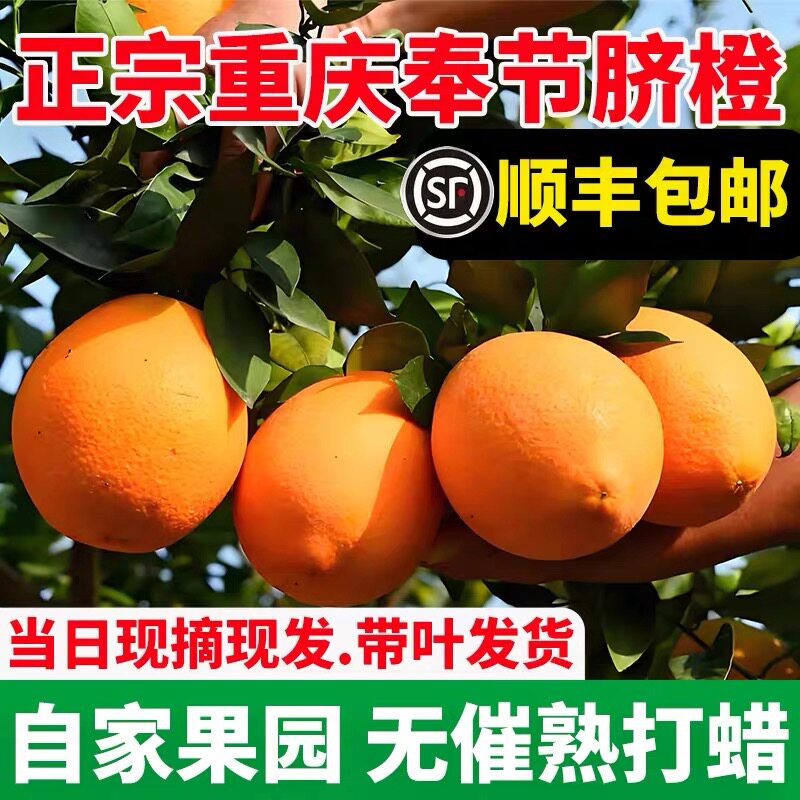 顺丰重庆奉节脐橙纽荷尔新鲜孕水果10现摘20福本橙子包邮福本带叶