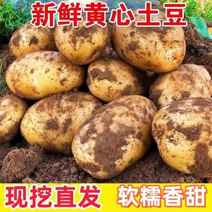 2025年当季 新鲜现挖黄心沙面农家土豆高山种植粉糯马铃薯小土豆