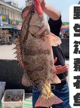 鳌花鱼乌苏里江桂鱼黑龙江特产