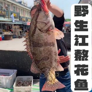 桂鱼鳜鱼鳌花鱼桂花鱼熬花东北黑龙江特产冷水新鲜淡水鱼特价包邮