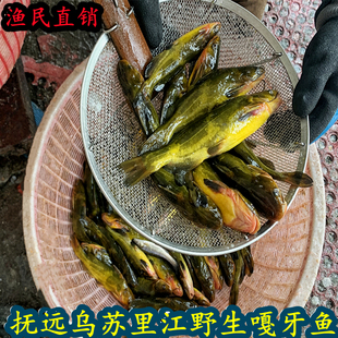 嘎牙子鱼黄颡鱼东北天然淡水鱼鱼鲜活速冻新鲜食用昂刺鱼食用杂鱼