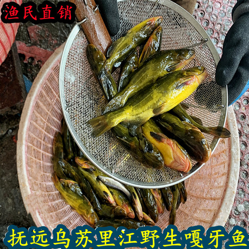 嘎牙子鱼东北天然新鲜淡水鱼