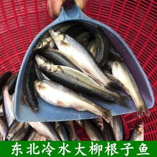 柳根鱼东北土特产冷水柳根子自然河鱼鲜活速冻新鲜食用淡水小杂鱼