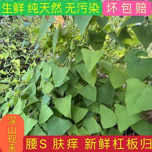 新鲜杠板归 蛇倒退 河白草蛇不过犁头刺中草药洗泡澡500g包邮