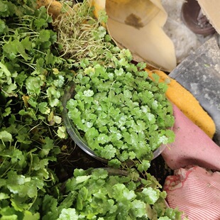 野生铺地锦满天星天胡荽破铜钱雷公根小叶草苗易活懒人办公室盆栽