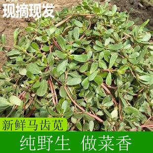 马齿苋菜新鲜现摘马齿菜马蜂菜野地马齿笕1-4斤食用野菜现挖