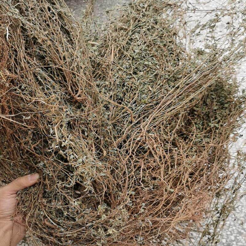 丁癸草 潮汕苍蝇翼二叶人字草乌蝇翼草 乌龙草 丁贵草晒干蚂蚁草