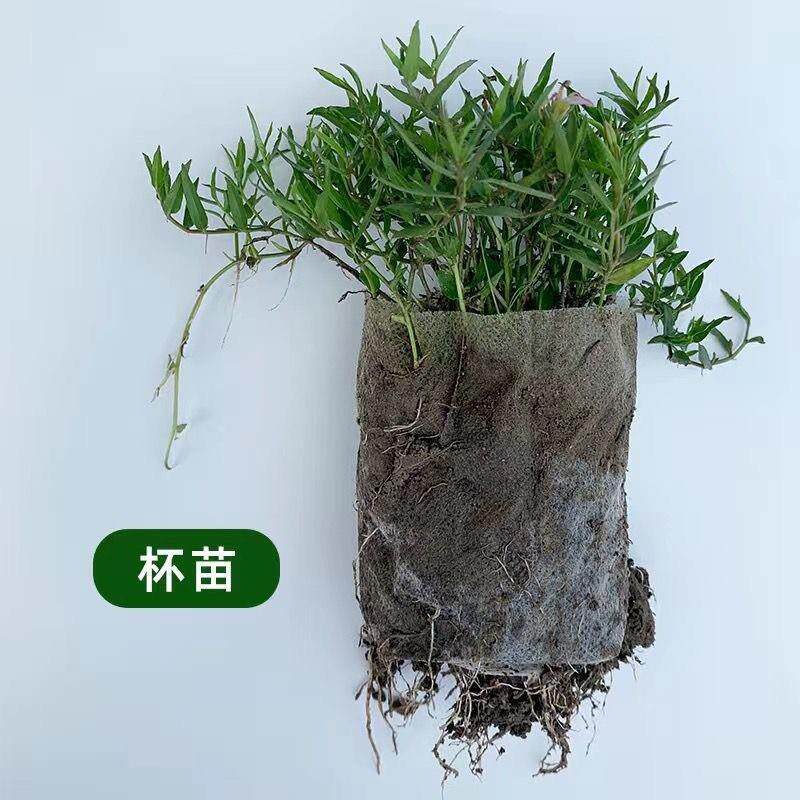 10棵半边莲苗中药材易活半边莲种植苗庭院花园夏秋季四季开花盆栽
