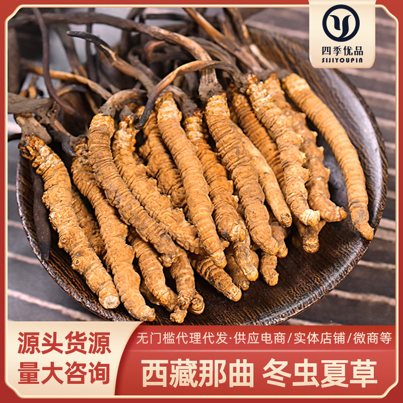 西藏那曲头期高海拔虫草饱满金黄 冬虫夏草无断草 藏区虫草