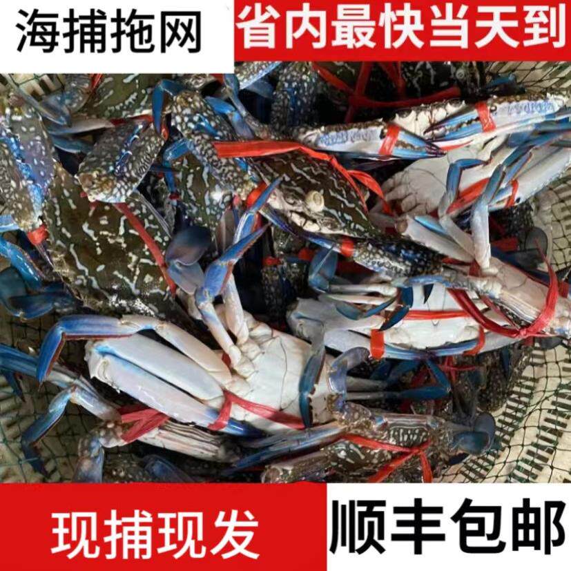 本港海捕急冻花蟹2-3只/斤新鲜兰花蟹【爱心鱼满舱一件】