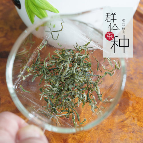 群体种毛峰高山原料口感越爽