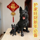 可爱树脂仿真狗大号黑狼狗模型店铺开业礼品家居吉祥黑狗玄关摆件