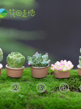 diy苔藓微景观生态小盆栽摆件