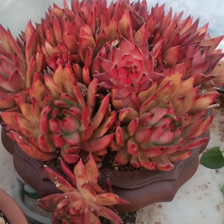 红钻带盆,鲜花速递/花卉仿真/绿植园艺,多肉植物,淘宝优惠券,粉丝福利购,淘宝优惠卷