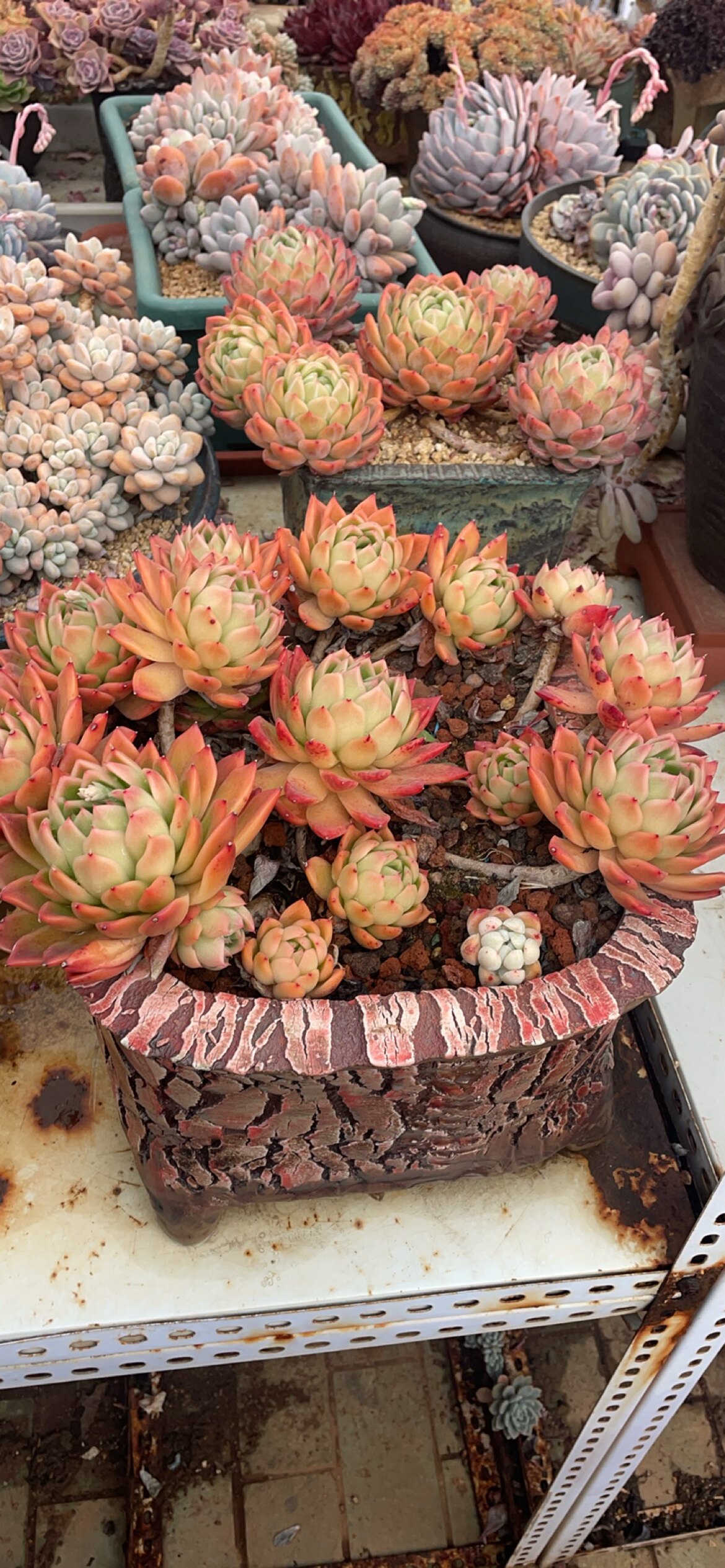 草莓蛋糕四年多肉老庄