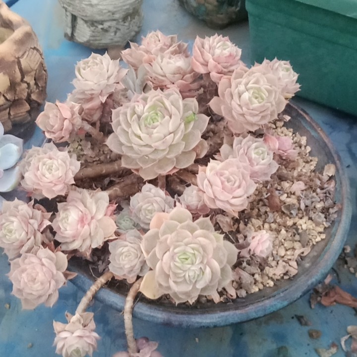 盎司洛带盆,鲜花速递/花卉仿真/绿植园艺,多肉植物,淘宝优惠券,粉丝福利购,淘宝优惠卷